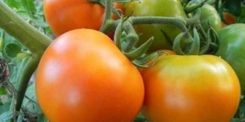 Zlatni svekrvni paradajz: recenzije, fotografije
