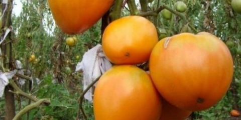 Zlatno srce paradajz: recenzije, fotografije, ko je posadio