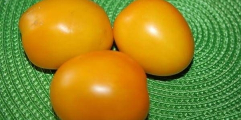 Zlatna jaja od paradajza: karakteristike i opis sorte