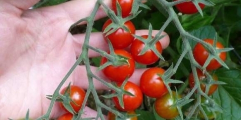 Paradajz balkonsko čudo: njega kod kuće