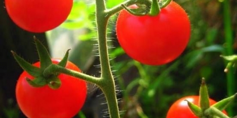 Cherry paradajz: opis sorti sa fotografijama