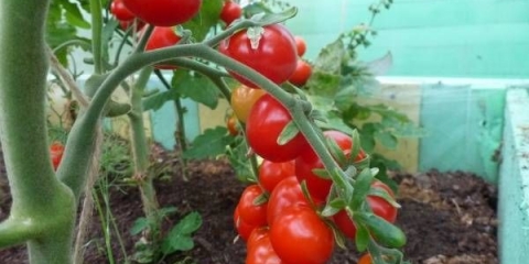 Cherry paradajz: sorte za staklenik