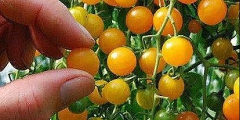 Paradajz determinantnih sorti za otvoreno tlo