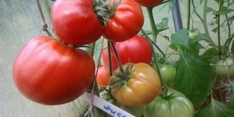 Fidelio paradajz: opis sorte, fotografije, recenzije