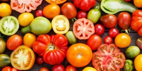 Paradajz holandske selekcije: najbolje sorte