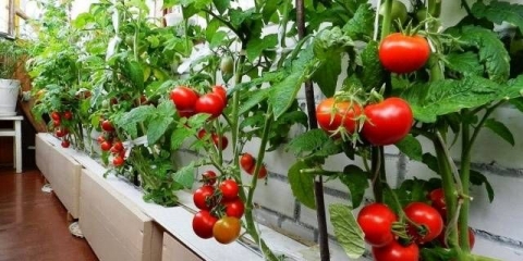 Raste paradajz na balkonu korak po korak + video
