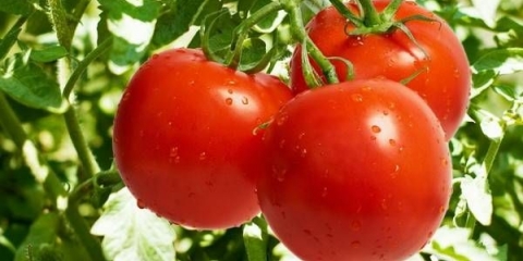 Paradajz sibirske selekcije za plastenike