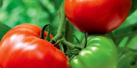 Masni paradajz: opis, fotografija