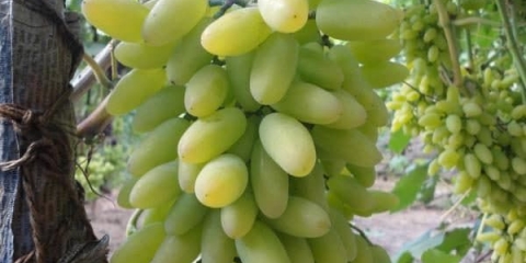 Suptilnosti njege i uzgoja grožđa timur