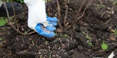 Top 12 đubriva za đubrenje ribizle