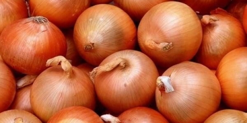 Top 7 najboljih sorti mladog luka