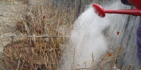 Top 9 narodnih lijekova za preradu ribizla