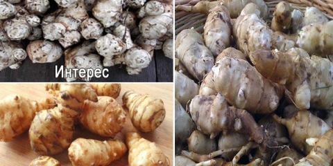 Jeruzalemska artičoka: uzgoj na otvorenom