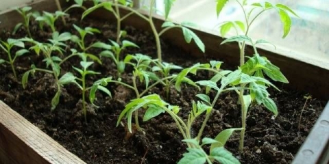 Tresetne posude i tablete za rasad paradajza