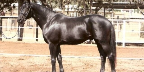 Trakehner rasa konja