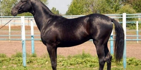 Trakehner rasa konja