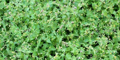 Američka trava: opis korova, svojstva, kako se povući