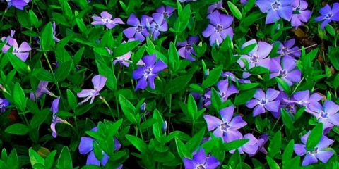 Biljka zelenkasta: ljekovita svojstva i kontraindikacije, fotografija, upotreba u tradicionalnoj medicini