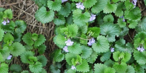 Budra trava u obliku bršljana (viseća, pseća metvica): ljekovita svojstva i kontraindikacije, fotografija i opis