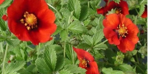 Potentilla zeljasta trava: opis, sadnja i njega