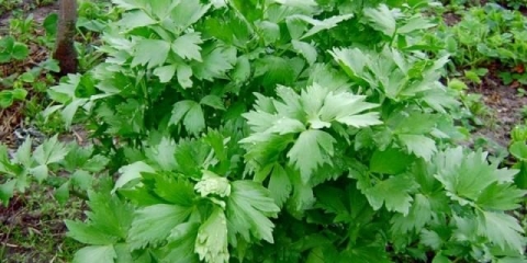 Ljubav trava: opis, svojstva i primjena