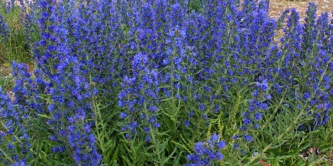 Travno-medonosna biljka uobičajena modrica: fotografija