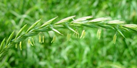 Trava pšenična trava: opis, svojstva, gdje raste