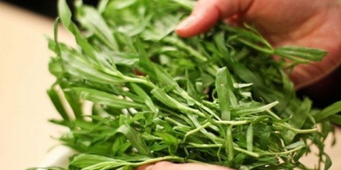 Trava estragona (estragon): korisna svojstva i kontraindikacije