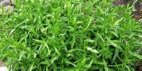 Trava estragona - sadnja i njega