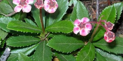 Trava koja voli zimu: opis, svojstva i primjena