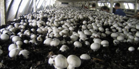 Zahtjevi za staklenik za uzgoj gljiva