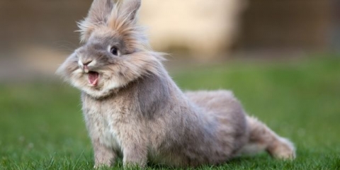 Tri vrste rinitisa kod kunića: liječenje i prevencija