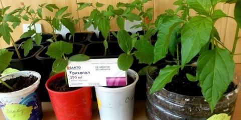 Trichopolum za rasad paradajza