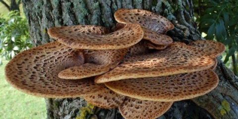 Ljuskava tinder (polyporus squamosus): fotografija i opis, recepti
