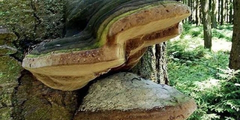 Trutovik gartiga: fotografija i opis, utjecaj na drveće