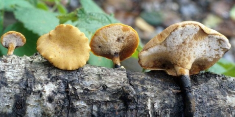 Varijabilna gljiva tinder (polyporus varius): fotografija i opis