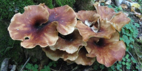 Kestenova šljunka (polyporus badius): fotografija i opis