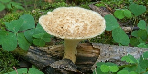 Trutovik gomoljasti: fotografija i opis