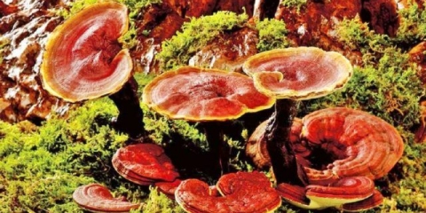 Polypore lakirani (reishi gljiva, ganoderma): ljekovita svojstva i kontraindikacije, fotografija i opis, recenzije liječnika onkologije