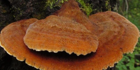 Tinder lisica: opis i fotografija