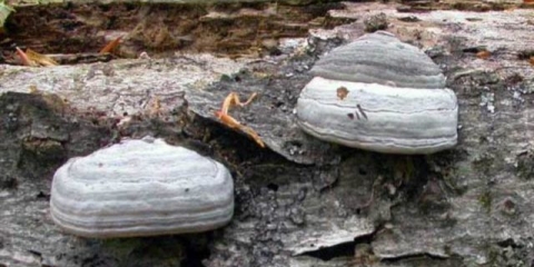 Trutovik obični (pravi): opis i fotografija, ljekovita svojstva