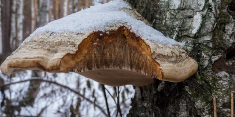 Trutovik: korisna svojstva i primjena, hemijski sastav