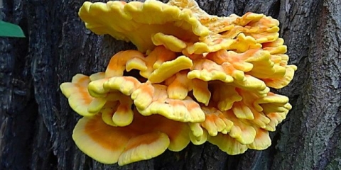 Polypore sumporno-žuta (piletina, piletina od gljiva): fotografija i opis, recepti