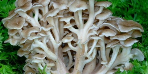 Trutovik kišobran (razgranati): opis i fotografija