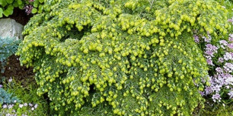 Kanadska kukuta jeddeloh: opis, fotografija, recenzije, zimska otpornost