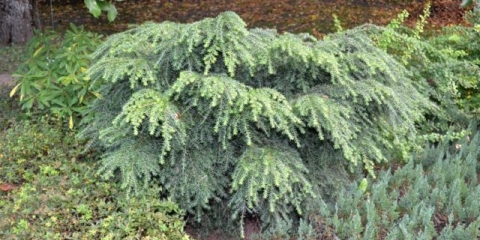 Kanadska kukuta nana (nana): opis i njega