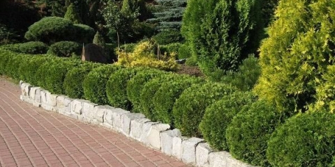 Tui u pejzažnom dizajnu: fotografije na lokaciji, na selu, kompozicije s hortenzijama