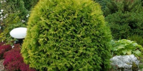 Thuja globoza: opis, sadnja i njega