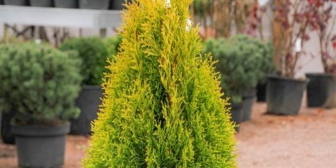 Thuja zlatna smaragd (zlatna smaragd): fotografija u pejzažnom dizajnu