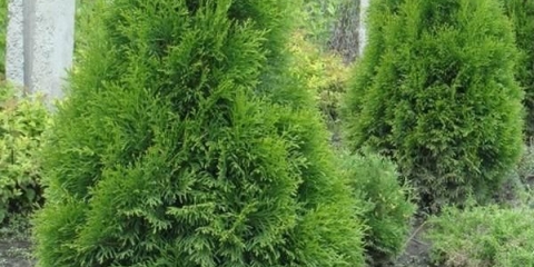 Thuja holmstrup western: opis, sadnja i njega